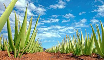 Aloe vera - Grüne Kraft für die Haut